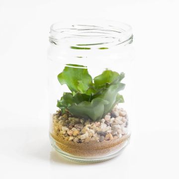 Echeveria artificiel MONICA, dans un pot en verre, vert, 13cm, Ø8cm