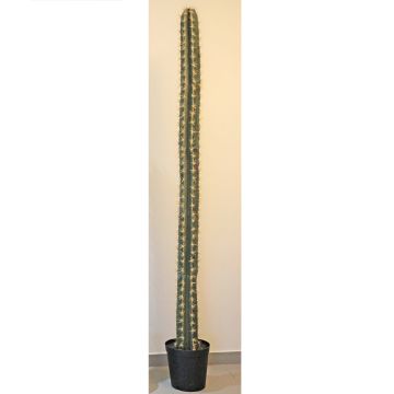 Cactus cierge du Pérou artificiel SALVADOR, vert, 205cm