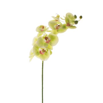 Tige d'orchidée en soie OPHELIA, vert, 100cm, Ø12cm
