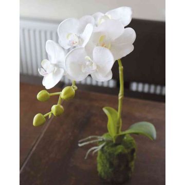 Orchidée Phalaenopsis artificielle VEENA en motte de terre, blanc, 40cm