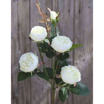 Fleur artificielle Rose-Chou SABSE, crème-blanc, 55cm, Ø4-5cm