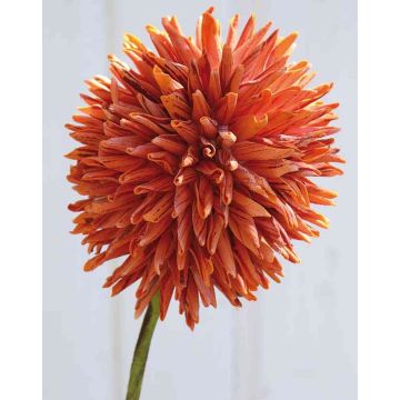 Allium ornemental MERAL, orange, 80cm, Ø14cm