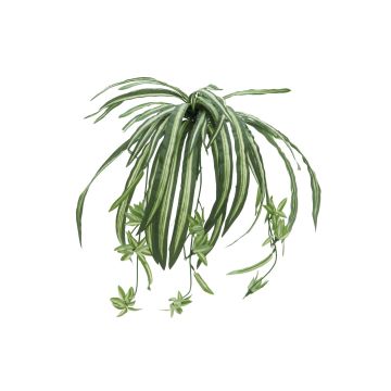 Chlorophytum en plastique MALOU, sur piquet, vert-blanc, 60cm