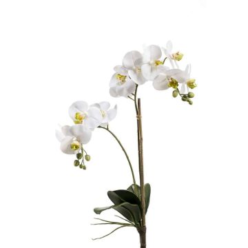 Orchidée Phalaenopsis en soie CANDIDA sur piquet, blanc, 65cm, Ø7-8cm