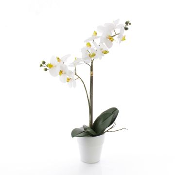 Orchidée Phalaenopsis en soie CANDIDA, pot en céramique, blanc, 65cm, Ø7-8cm