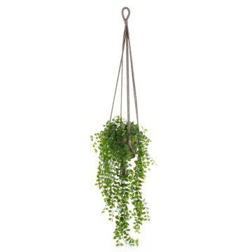 Suspension artificielle avec ficus pumila SILIJA, pot en terre cuite, vert, 80cm