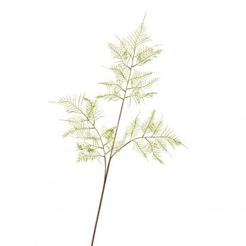 Fausse Branche d'asparagus plumosus FACUNDO, 75cm