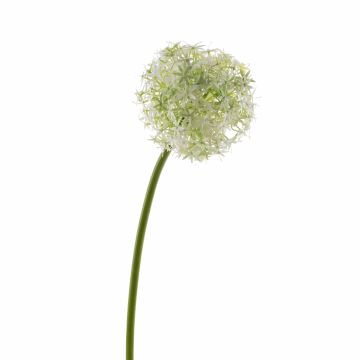 Fleur d'allium artificiel SAMARA, crème, 75cm, Ø12cm