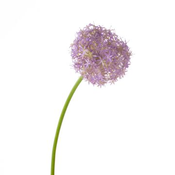 Fleur d'allium artificiel SAMARA, lilas, 75cm, Ø12cm