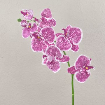 Tige d’orchidée Phalaenopsis en tissu CEDRA, violet-blanc, 75cm, Ø6-10cm