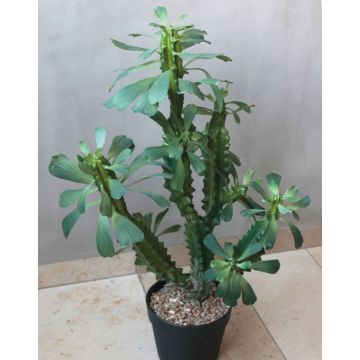 Cactus artificiel Euphorbia trigona BAILEY, pot décoratif, vert, 65cm