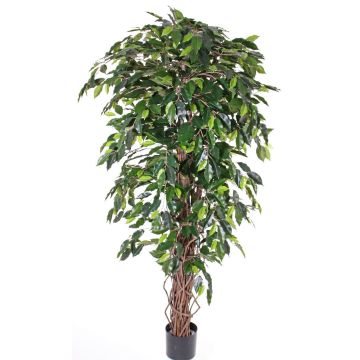 Ficus benjamina artificiel BERGLIND, troncs naturels, vert, 150cm