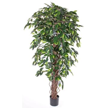 Ficus benjamina artificiel BERGLIND, troncs naturels, vert, 210cm