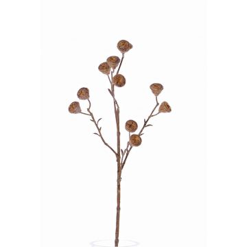 Fausse branche d'eucalyptus BASILIUS avec fruits, brun clair, 60cm