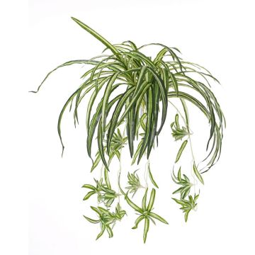 Faux chlorophytum TASMIN sur piquet, vert-blanc, 70cm