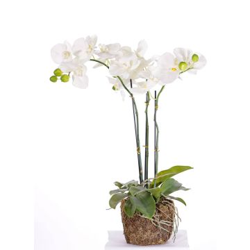 Orchidée Phalaenopsis en soie MARGIT, motte de terre, blanc, 65cm