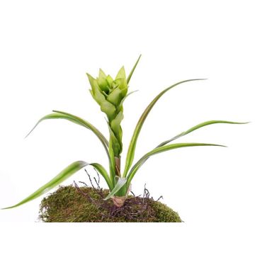 Guzmania artificiel ANELY avec fleurs, sur piquet, vert, 40cm