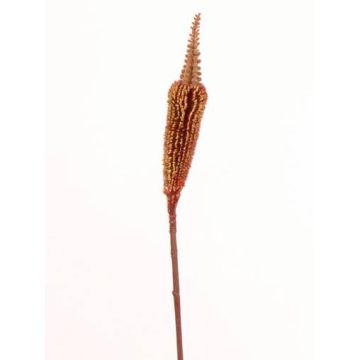 Bulbinella angustifolia artificiel TALUNA, brun-orange, 65cm, Ø6cm
