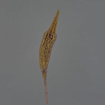 Bulbinella angustifolia artificiel TALUNA, brun clair, 65cm, Ø6cm
