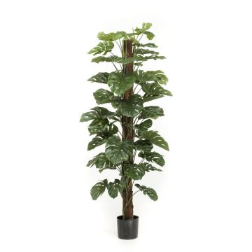 Philodendron Monstera Deliciosa artificiel LASO, 180cm
