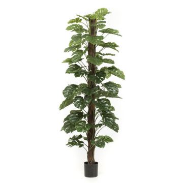 Philodendron Monstera Deliciosa artificiel LASO, 210cm