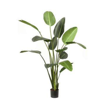 Plante artificielle Strelitzia PAVLOVA, vert, 190cm