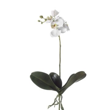 Orchidée Phalaenopsis en soie FAO sur piquet, blanc, 45cm
