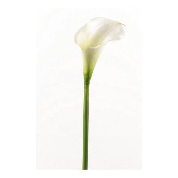 Calla artificiel CLAVO, blanc, 70cm