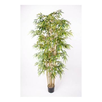 Bambou artificiel HIKITO, véritables troncs, 205cm