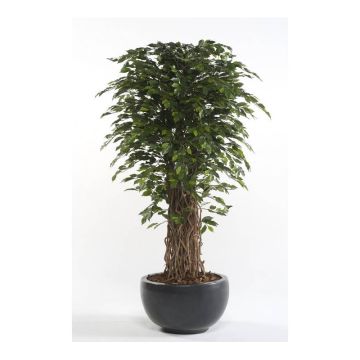 Ficus Benjamina artificiel ADOLFO, troncs naturels, vert, 175cm