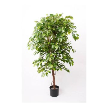 Ficus Benjamina artificiel BARTOLO, vrai tronc, vert, 140cm