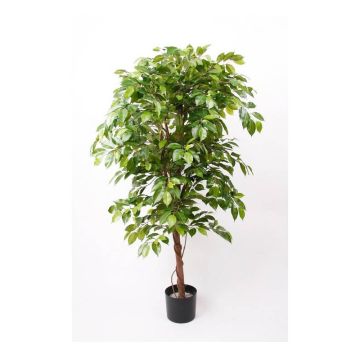 Ficus Benjamina artificiel BARTOLO, vrai tronc, vert, 170cm