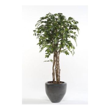 Faux Ficus Benjamina CARLOH, véritables troncs, vert, 140cm