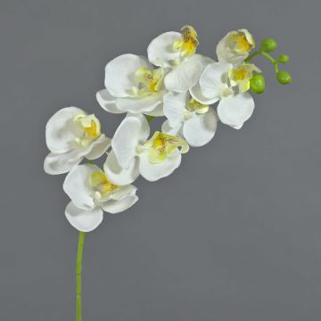 Tige d'orchidée Phalaenopsis en soie MINA, blanc, 70cm