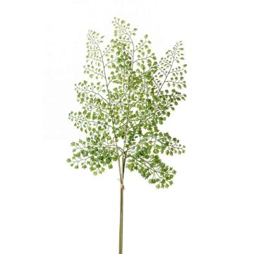 Branche de fougère type Capillaire de Montpellier HALIMA, vert, 60cm