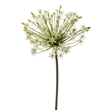 Allium artificiel BRAIS, blanc, 90cm