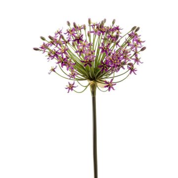 Allium artificiel BRAIS, violet, 90cm