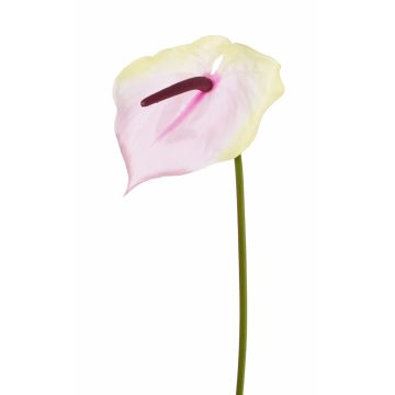 Anthurium artificiel MOIRA, crème-rose, 75cm, 13x20cm