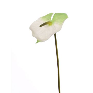 Anthurium artificiel MOIRA, blanc-vert, 75cm, 13x20cm