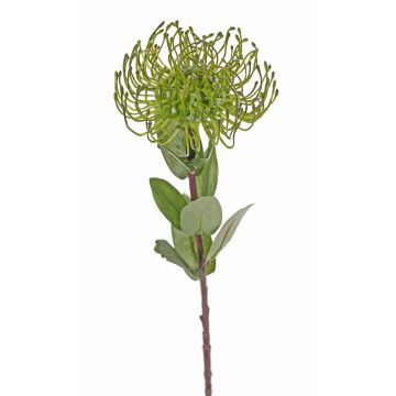 Fleur artificielle Protea BAILY, vert, 50cm, Ø12cm