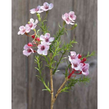 Fleur d'hoya artificielle AISHA, rose, 25cm