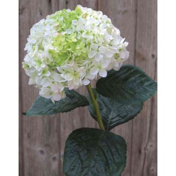 Hortensia artificiel EMILIE, blanc-vert, 60cm