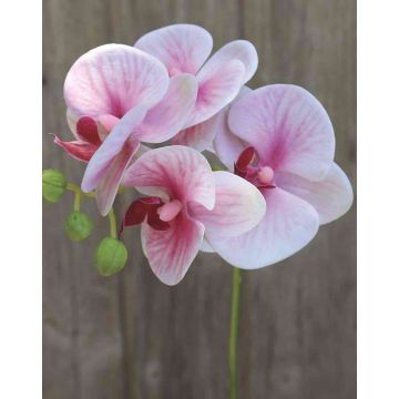 Tige d'orchidée Phalaenopsis artificielle OPHELIA, rose-rose fuchsia, 40cm