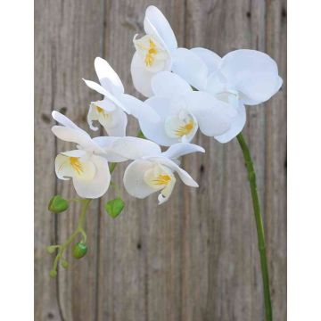 Tige d'orchidée Phalaenopsis artificielle OPHELIA, blanc, 80cm