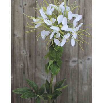 Fleur artificielle Cleome HILDEGARD, blanc, 85cm