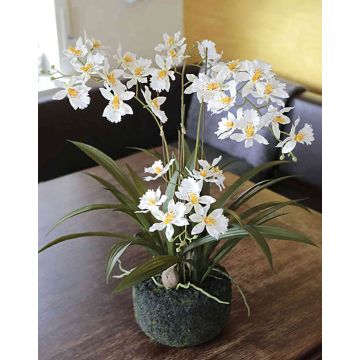 Orchidée Oncidium en tissu AMELINA en motte de terre, crème, 50cm