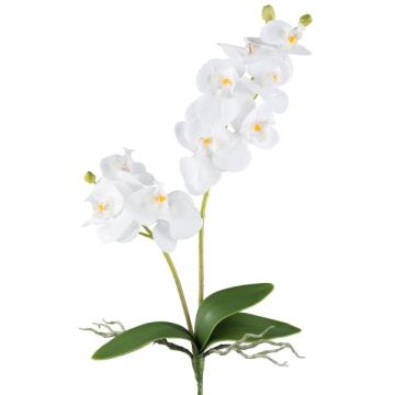 Fleur décorative Orchidée Phalaenopsis KRUZBER, piquet, racines, blanc, 55cm