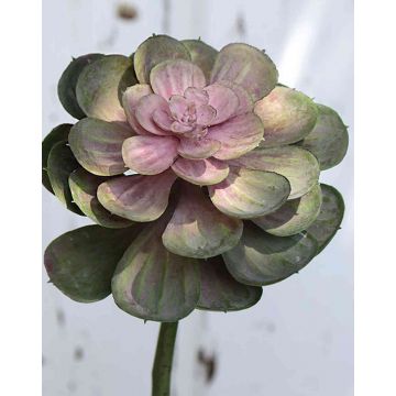 Echeveria gibbiflora en plastique ERNESTO, piquet, vert-rose, 23cm, Ø13cm
