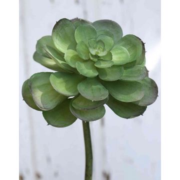 Echeveria gibbiflora en plastique ERNESTO, piquet, vert, 23cm, Ø13cm
