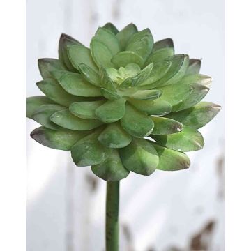 Echeveria gibbiflora en plastique FULVIAN, sur piquet, vert, 20cm